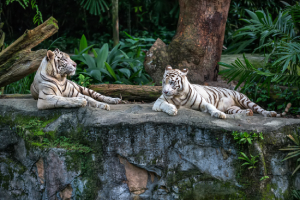 BIG CAT HABITAT & GULF COAST SANCTUARY